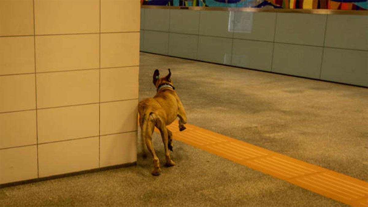 Boji yeni yıldan 'sevgi ve mama' diledi