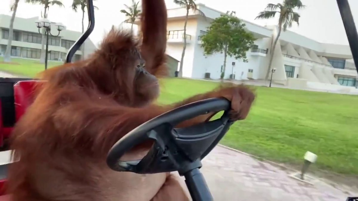 Golf arabasını ciddiyetle kullanan orangutan sosyal medyayı salladı