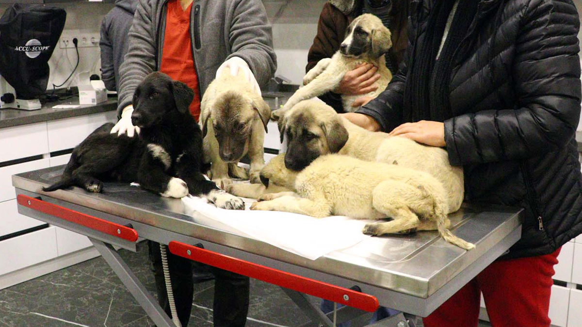 Can çekişirken bulundular! 9 köpekten 4'ü öldü