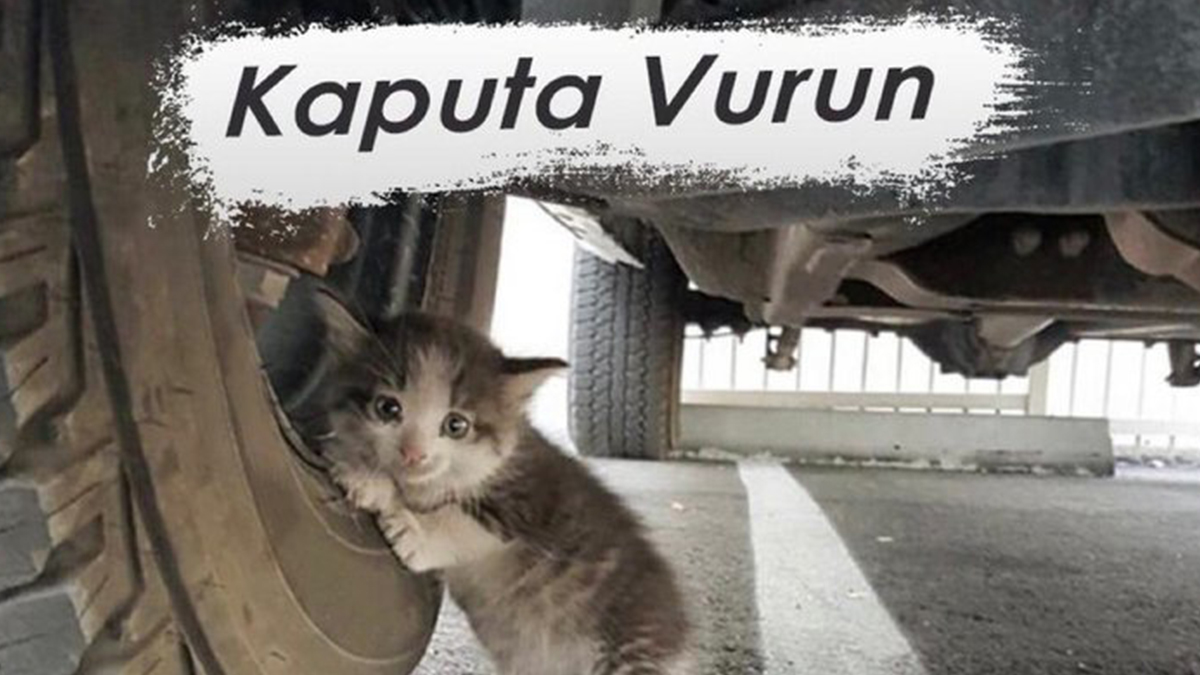 Veterinerlerden uyarı: Soğuk havalarda kaputa vurun