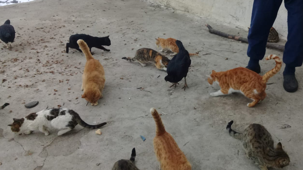 Terkedilen köydeki kediler yardım bekliyor