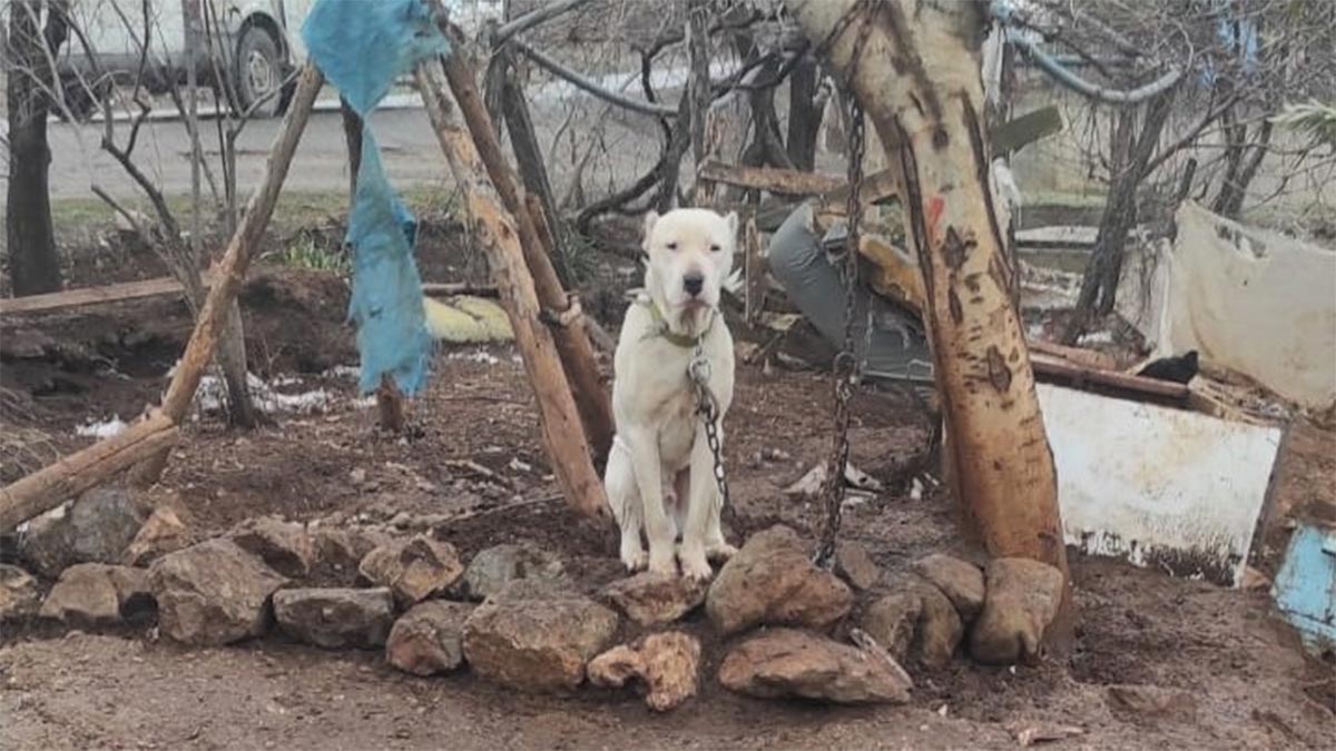 Kahramanmaraş’ta pitbull köpeğin sahibine para cezası