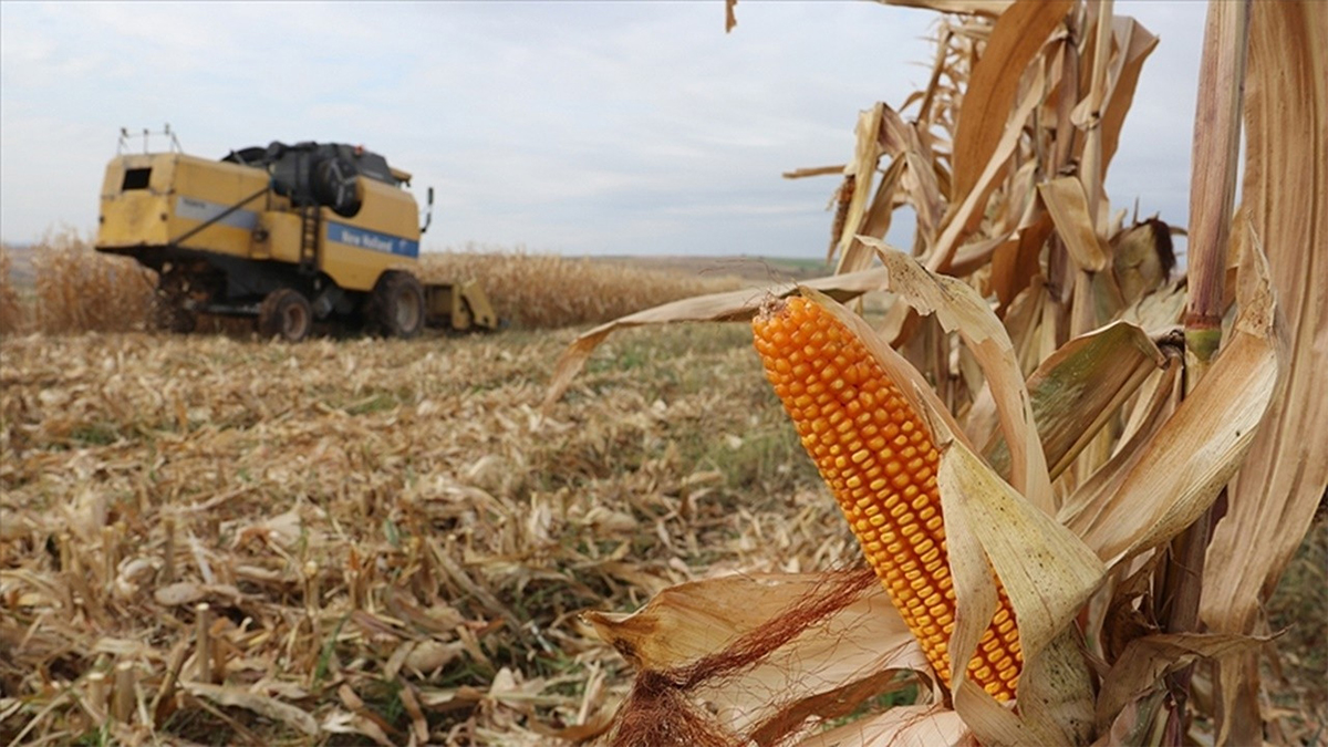 Bakanlık'tan 2 GDO'lu gene izin! 10 yıl süreyle uzatıldı