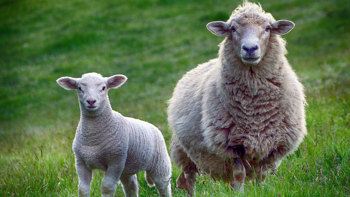 Almanya'da aşı kararsızları için 'koyunlu' ikna kampanyası başlatıldı