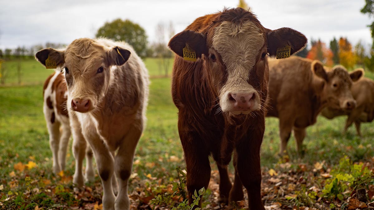 Süt ve et üretimi alarm veriyor: Zarar eden besiciler, süt ineklerini kesime götürüyor