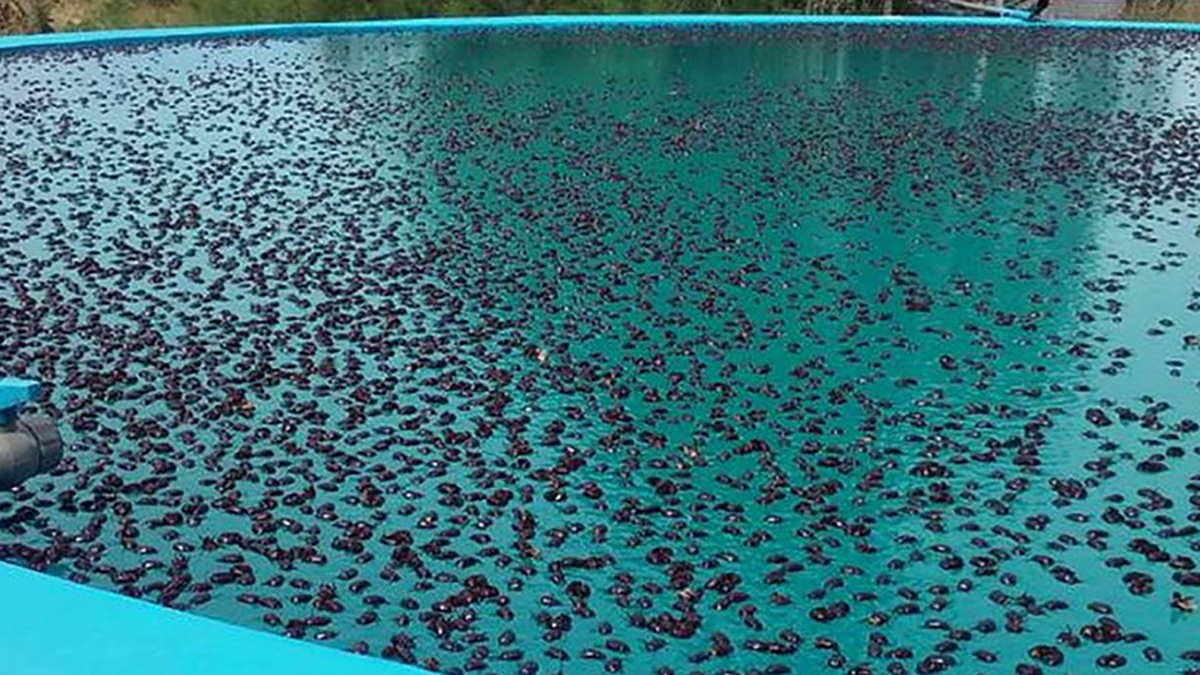 Arjantin'de gergedan böceği istilası: Gökten yağmur gibi yağdı