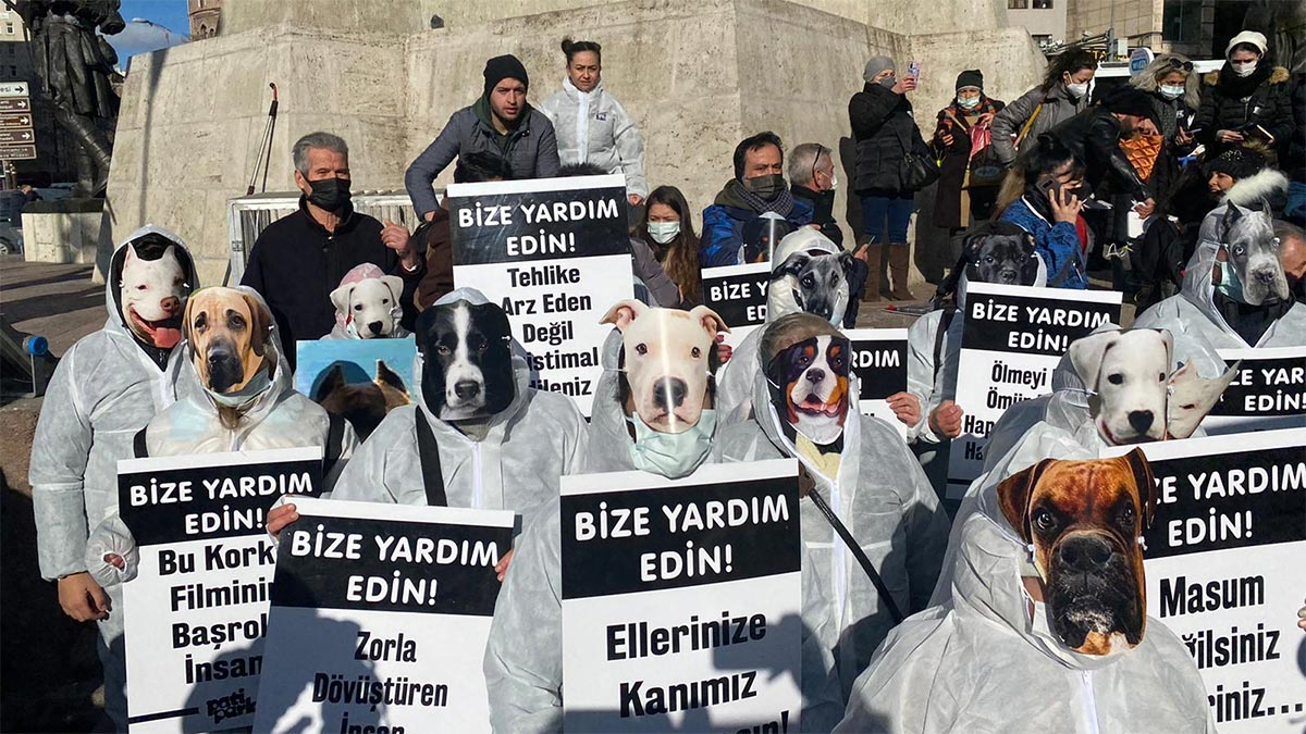 Hayvanseverler isyan etti: Bakımevi olmayan belediyeler, binlerce hayvan topluyor