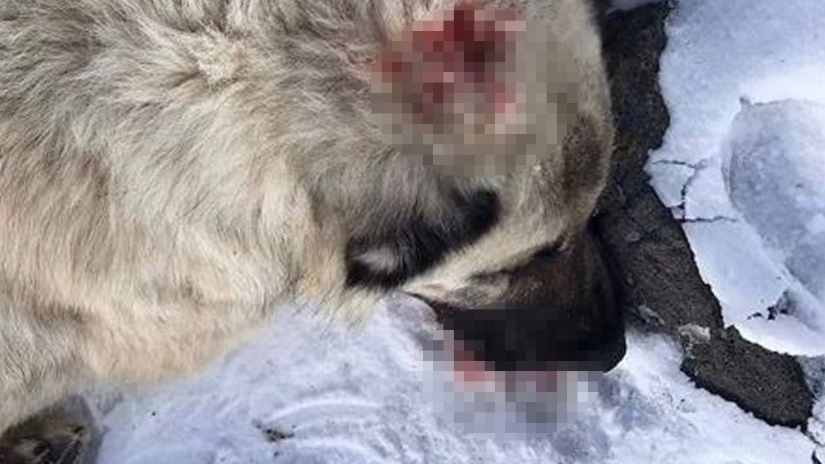 Kars'ta bir köpek dövülerek katledildi: Bir canlıyı öldürmenin bedeli 2 bin lira mı?