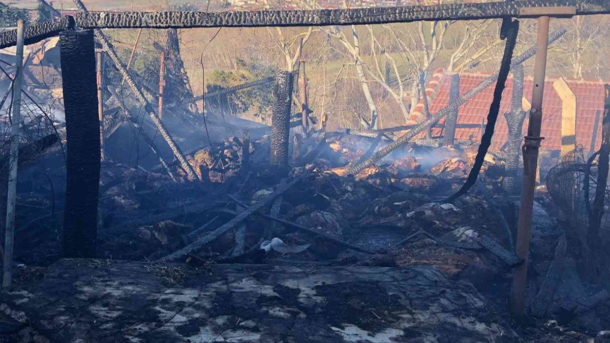 Kırklareli’nde ağılda çıkan yangında 156 hayvan öldü