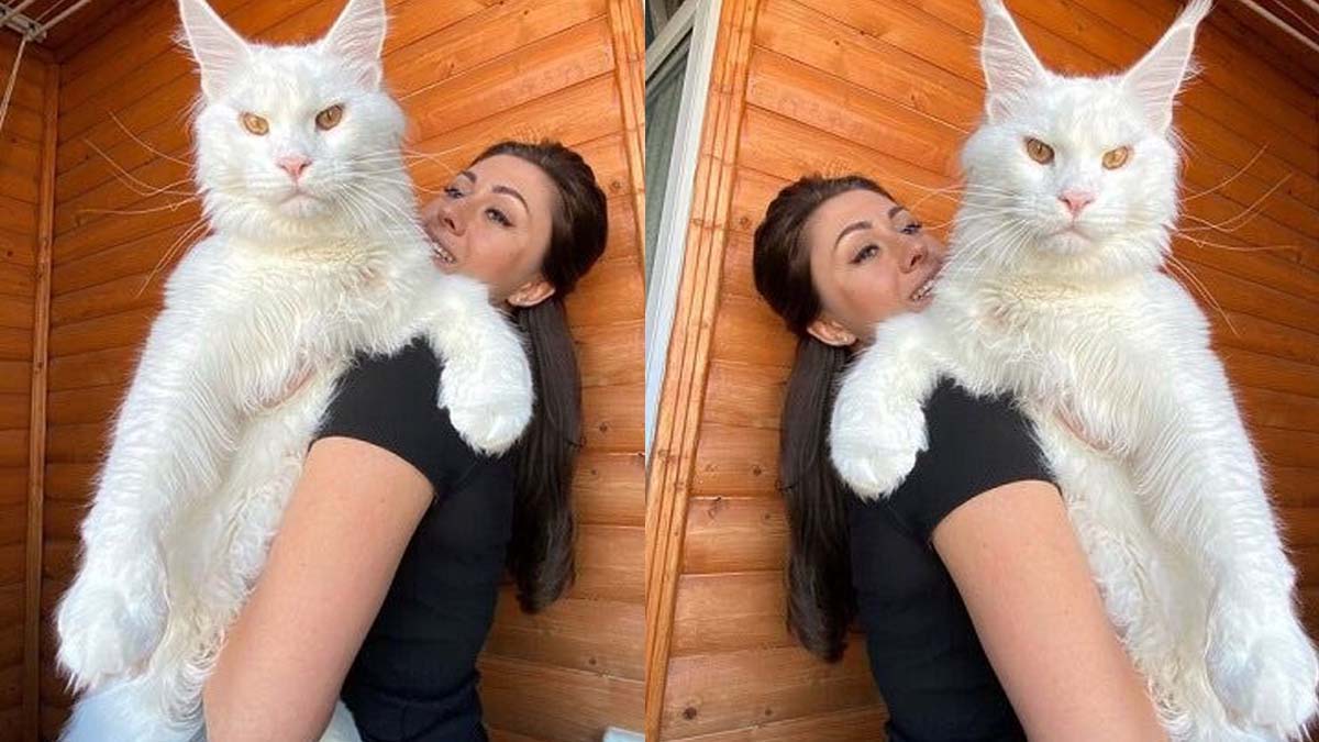 Dev kedi Kefir’i görenler köpek sanıyor