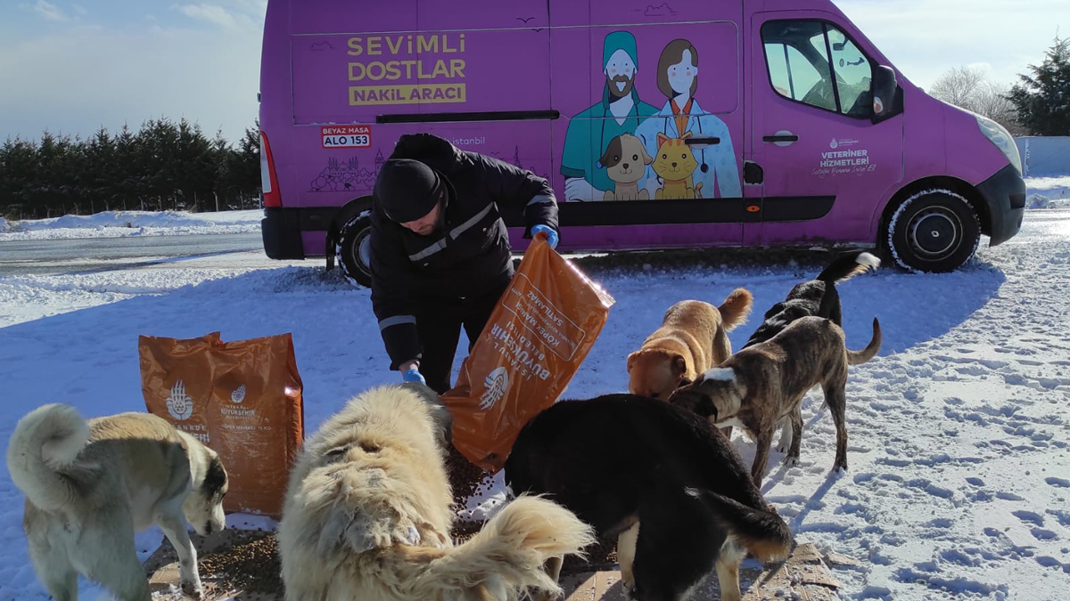 İBB sokak hayvanlarını unutmuyor! Her sabah 2 ton kuru mama dağıtılıyor