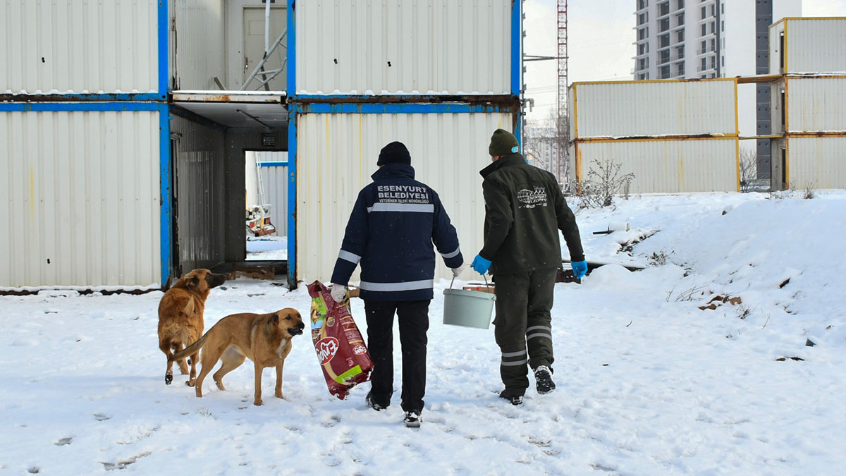 Esenyurt Belediyesi sokak hayvanlarını yalnız bırakmıyor