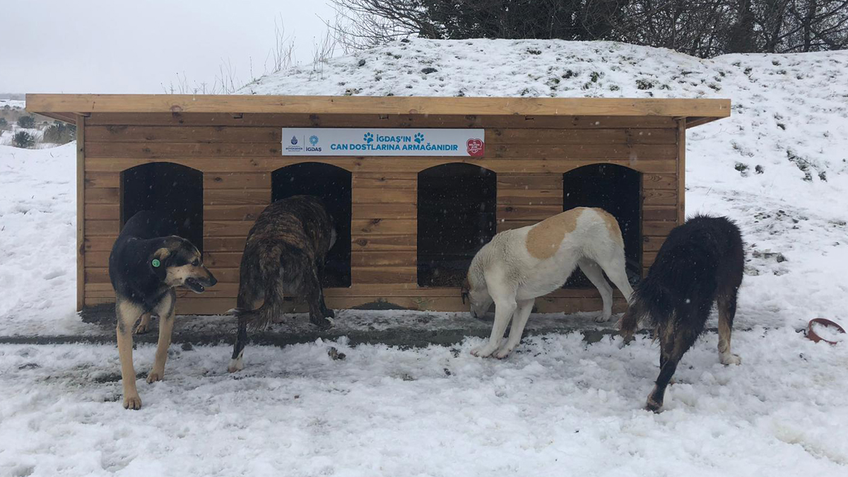İGDAŞ'tan ormanda yaşayan köpekler için kulübe