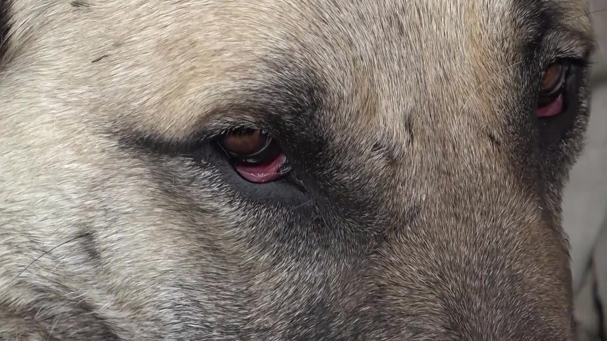 Prenses isimli köpek enkaz altında kalan yavruların başından ayrılmadı