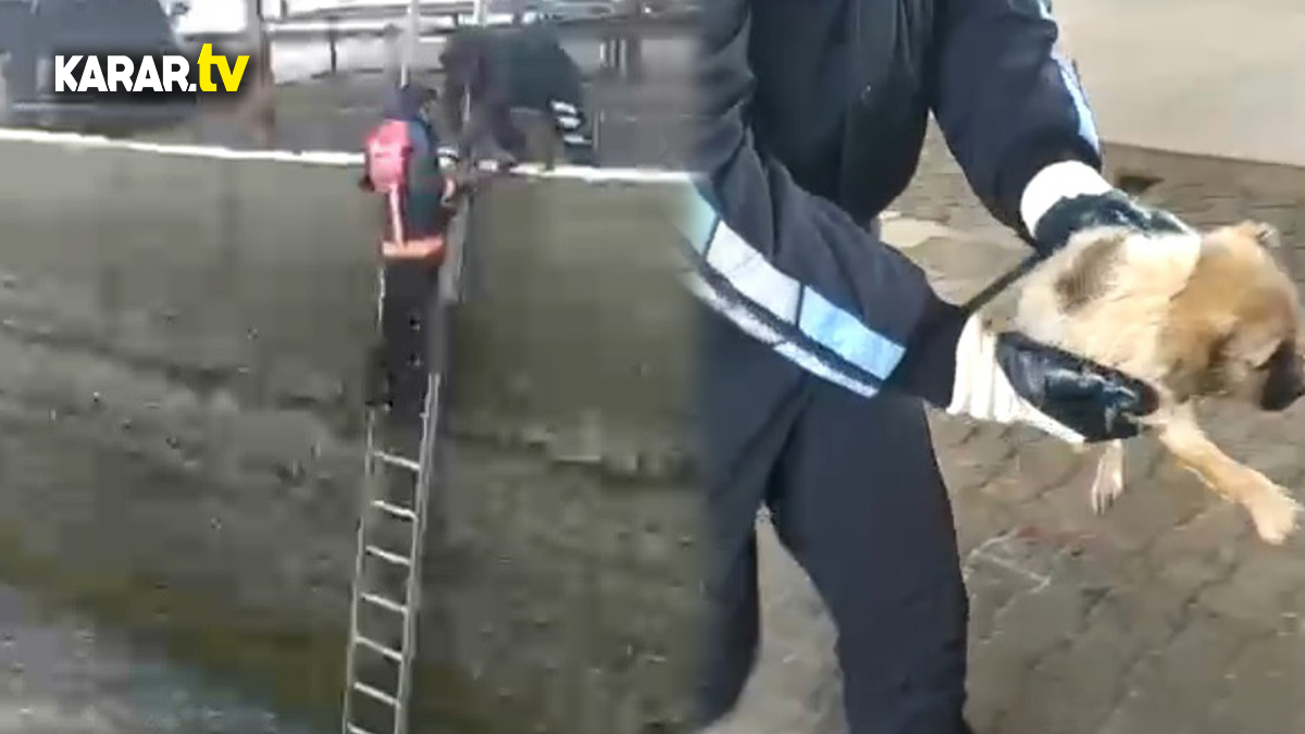 Yavru köpek buz gibi suda donmak üzereyken bulundu