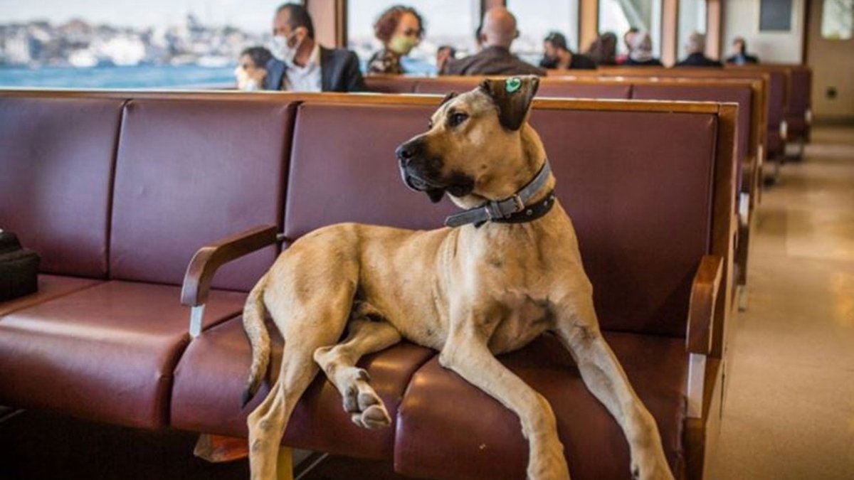 İstanbul'un fenomen köpeği Boji'nin kripto parası çıktı