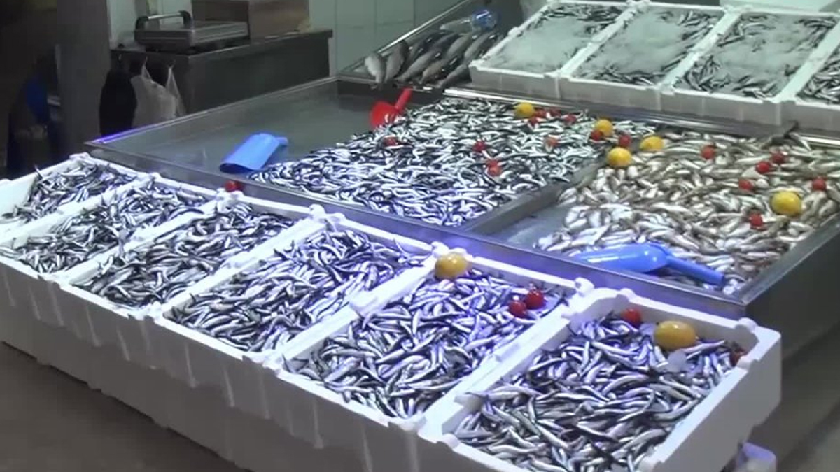 Sinoplu balıkçı kepenk indirdi: Esnaf fatura zamlarının altında eziliyor