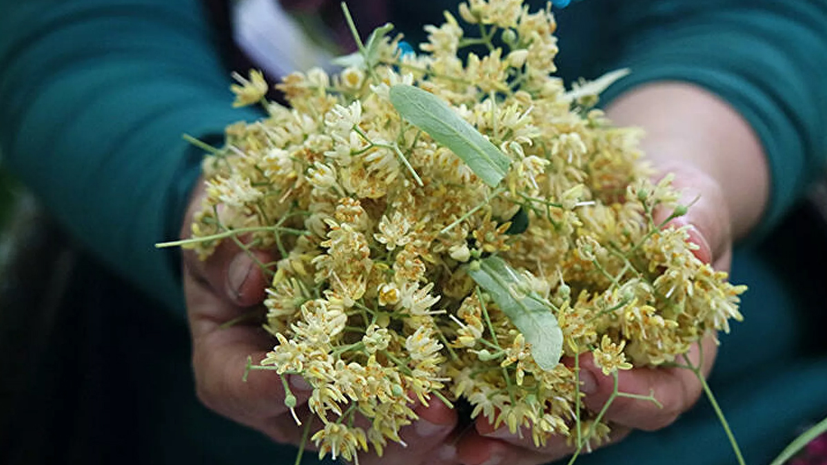 Ihlamurun kilo fiyatı uçtu! Korona geldi, satışlar arttı