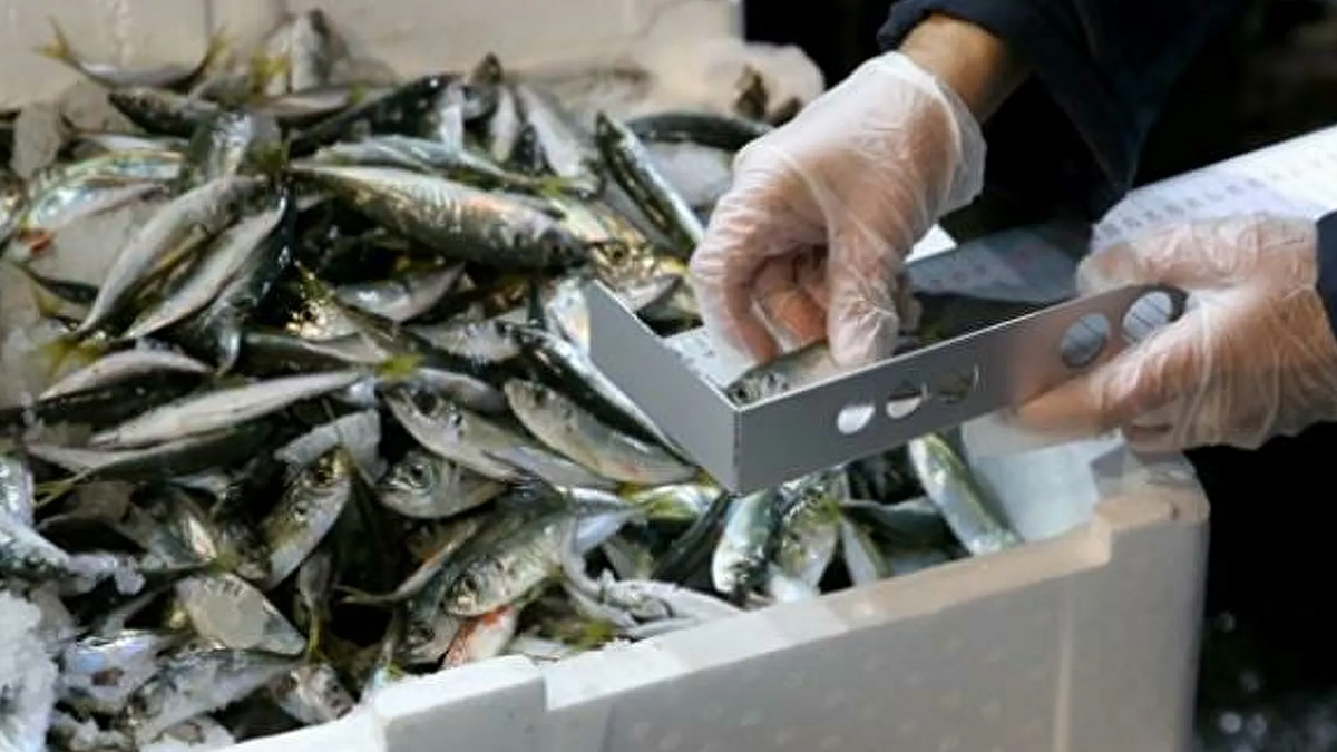 Yasal boy sınırı altındaki yaklaşık 8 ton balığa el konuldu