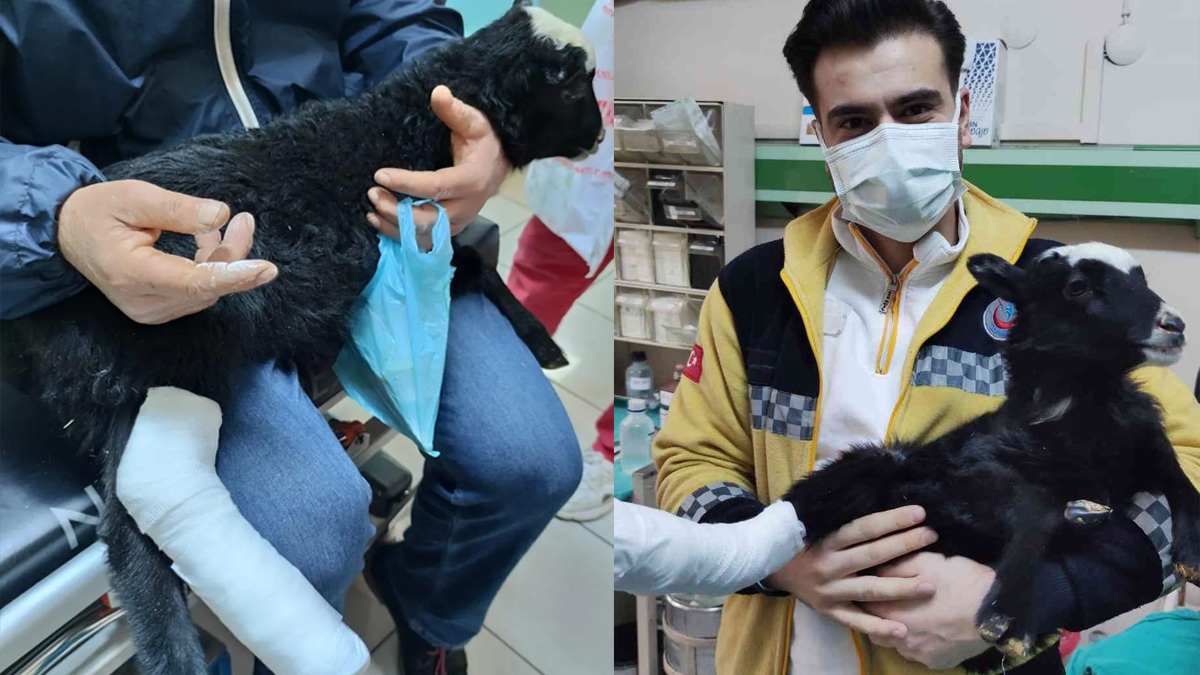 Ayağı kırılan kuzu veteriner bulunamayınca devlet hastanesinde tedavi edildi