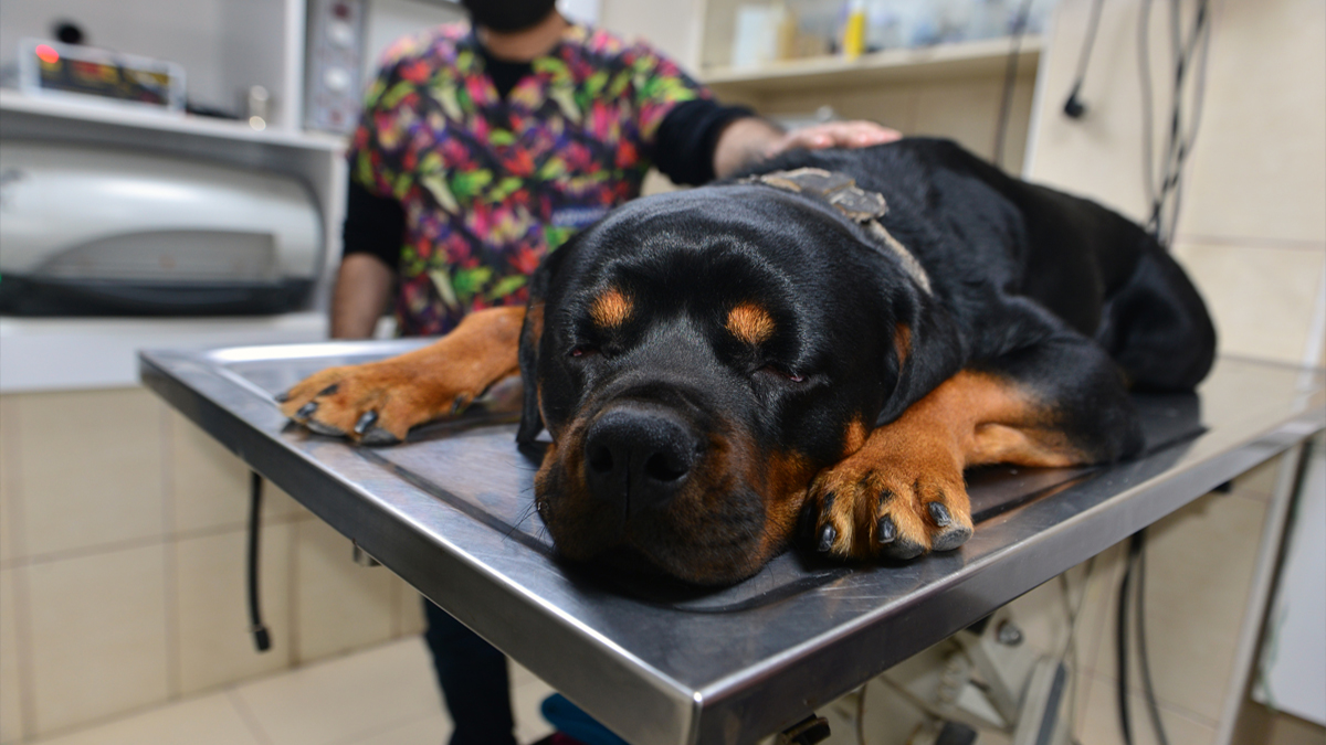 Veteriner uyardı: Evcil hayvan sahipleri buna dikkat etsin!