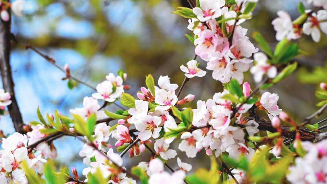 İlk cemre havaya düştü... Suya ve toprağa ne zaman düşecek?
