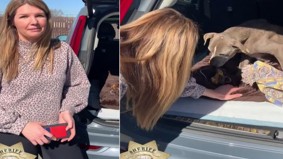 Kayıp köpek tam 12 yıl sonra bulundu