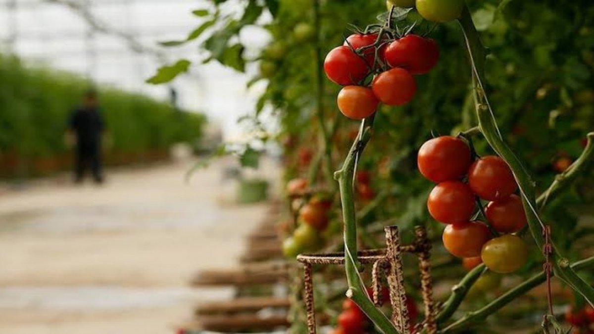 Ukrayna'dan tarım ürünleri ithalatında belge kolaylığı