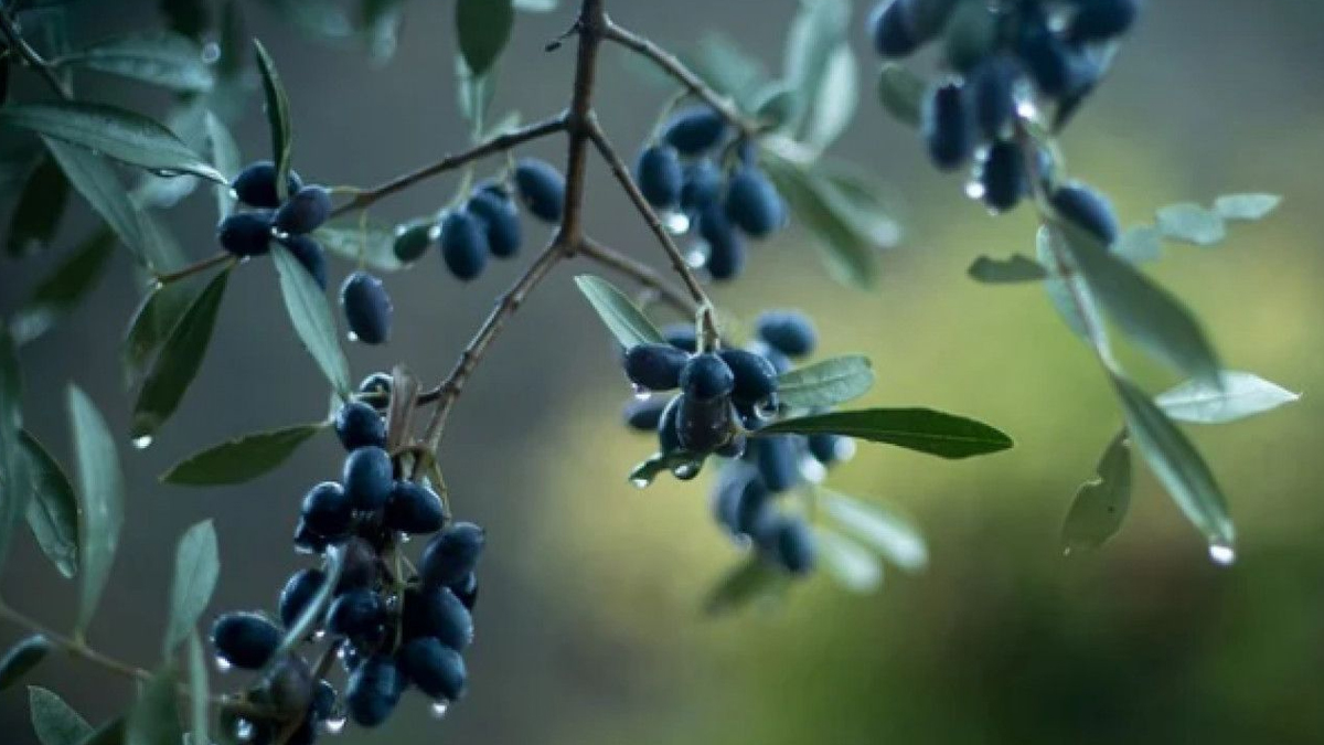 DEVA Partili Evrim Rızvanoğlu:  Zeytinlik alanlarının ranta açılmasına izin vermeyeceğiz