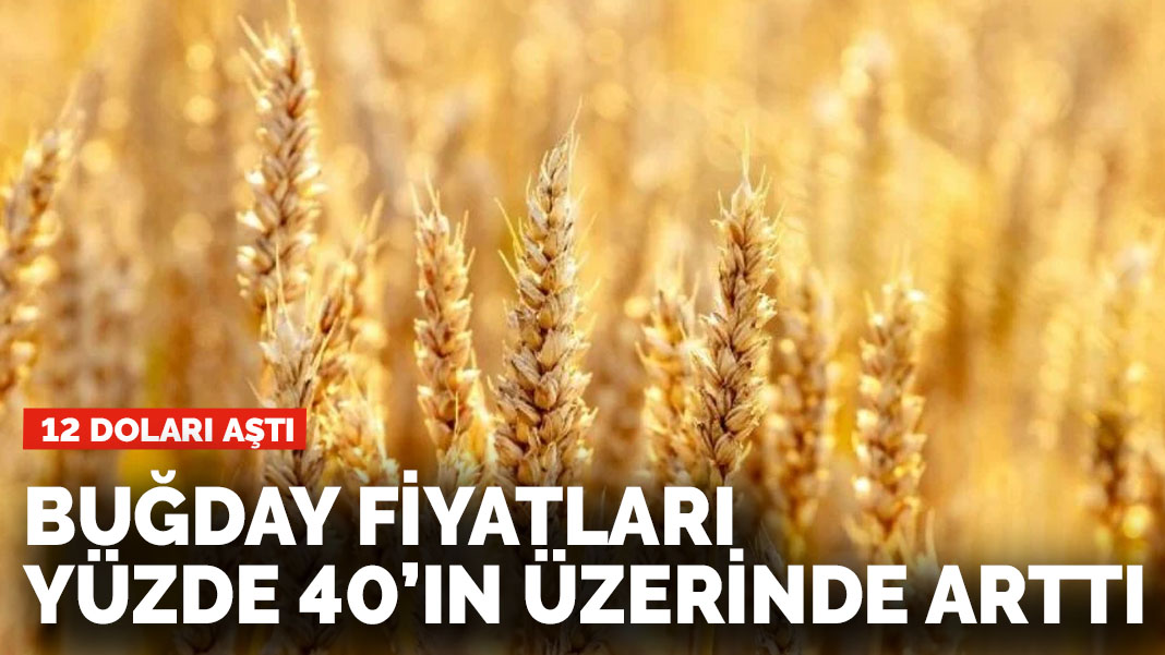 Buğday fiyatlarındaki artış yüzde 40'ı aştı