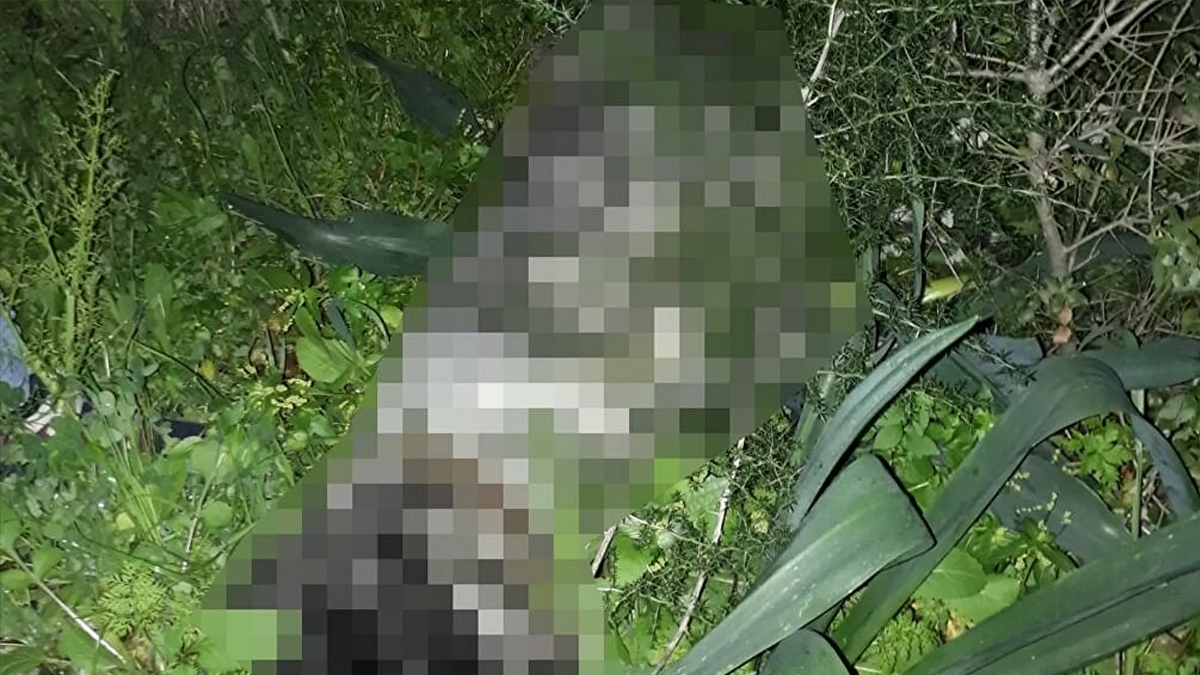 Muğla’da bir köpek ağaca iple asılı halde bulundu