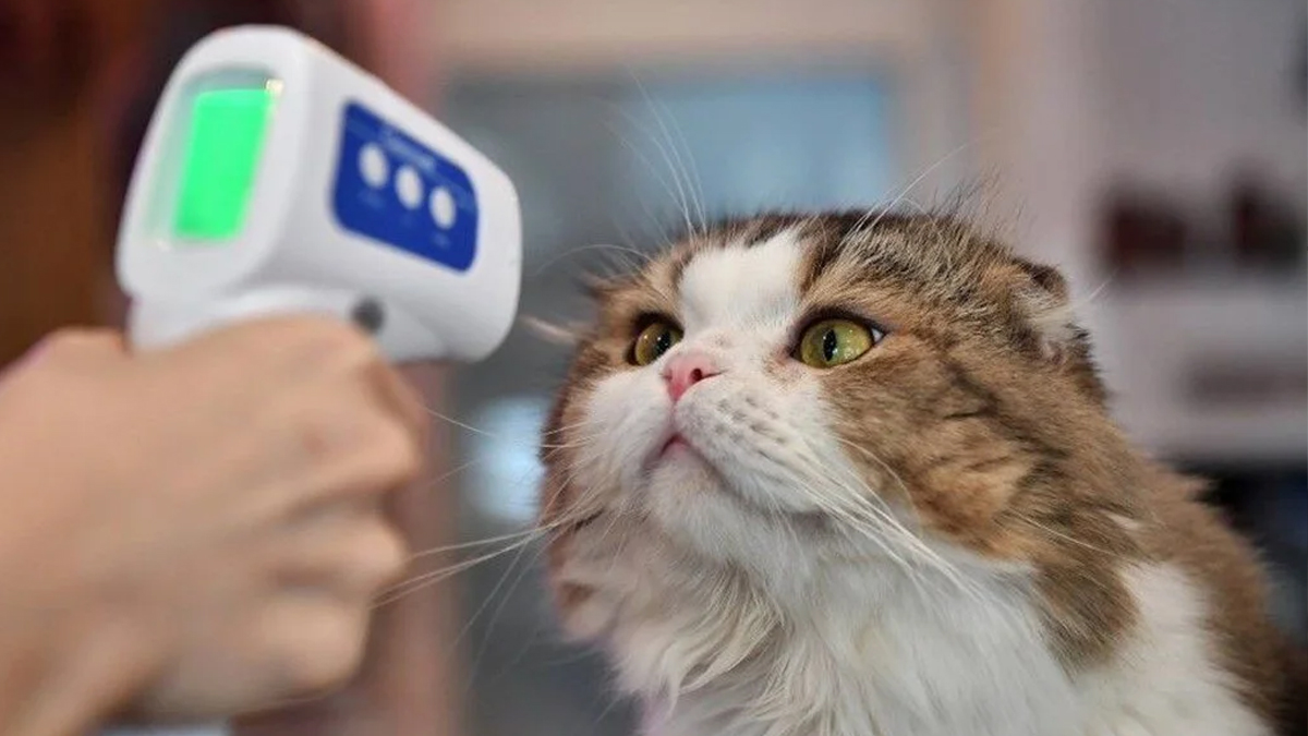 DSÖ: Kovid-19 hayvanlarda yayılırsa yeni varyantların türemesi kolaylaşabilir