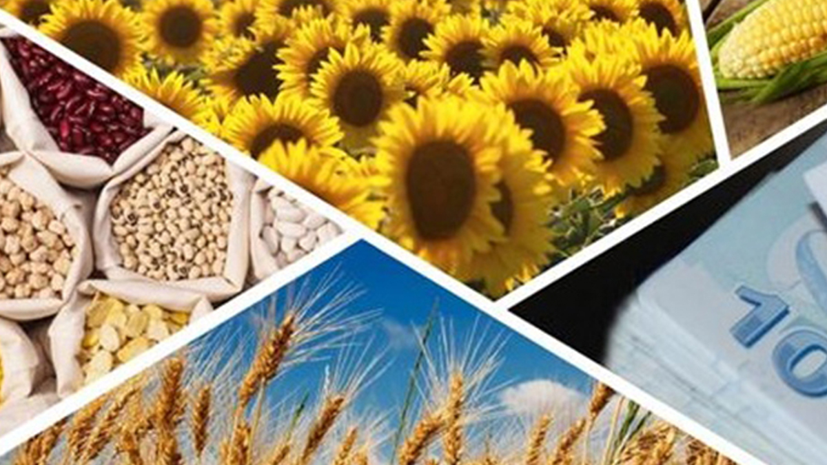 Yağlı tohumlu bitki üretimine hibe desteği