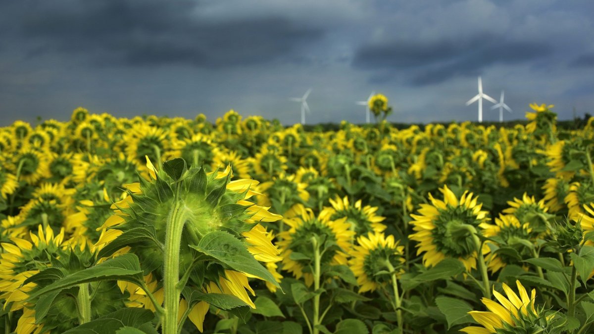 Ayçiçeği üreticilerinden destek tepkisi: 50 kuruş destekle 22 liraya mazot alacağım