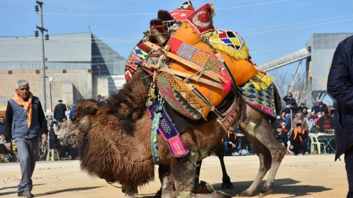Çanakkale'de 9. Büyük Truva Deve Güreşleri Festivali Başlıyor