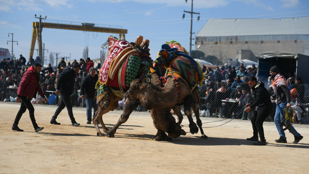 Çanakkale'de düzenlenen 9. Büyük Truva Deve Güreşleri Festivali büyük ilgi gördü