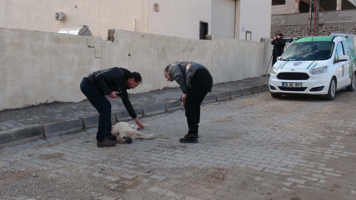 Köpeği aracıyla ezip öldüren sürücü kaçtı