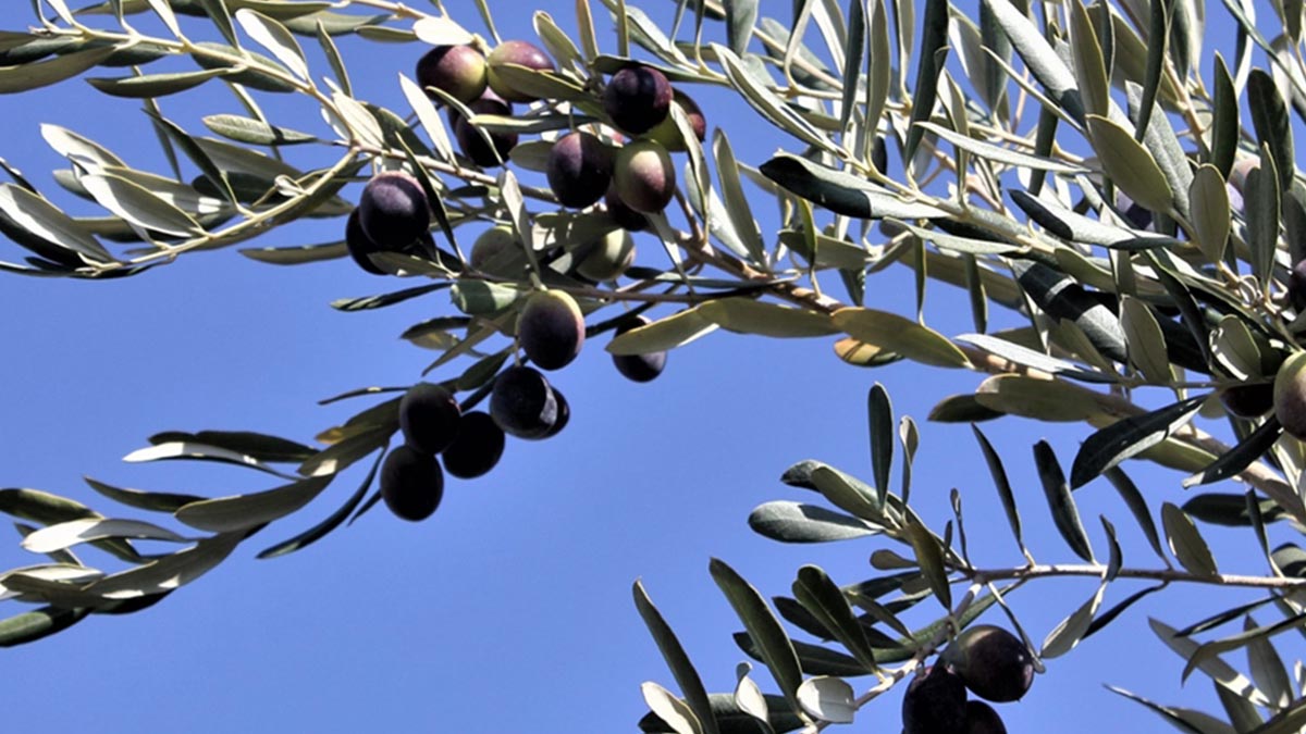 DEVA Partisi, 'zeytinlik' kararını Danıştay'a taşıdı