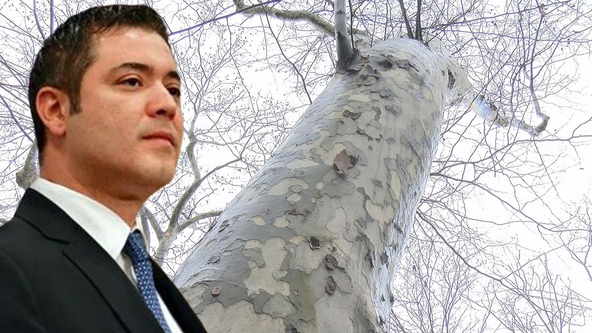 Murat Ongun: Kesilen ağaçlar kanser yayıyor