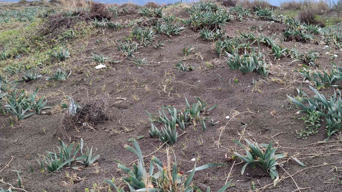 Kum zambaklarını koyunlar tahrip etti