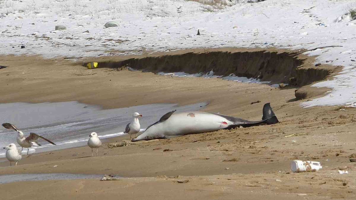 Sinop’ta ölü yunuslar sahile vurdu