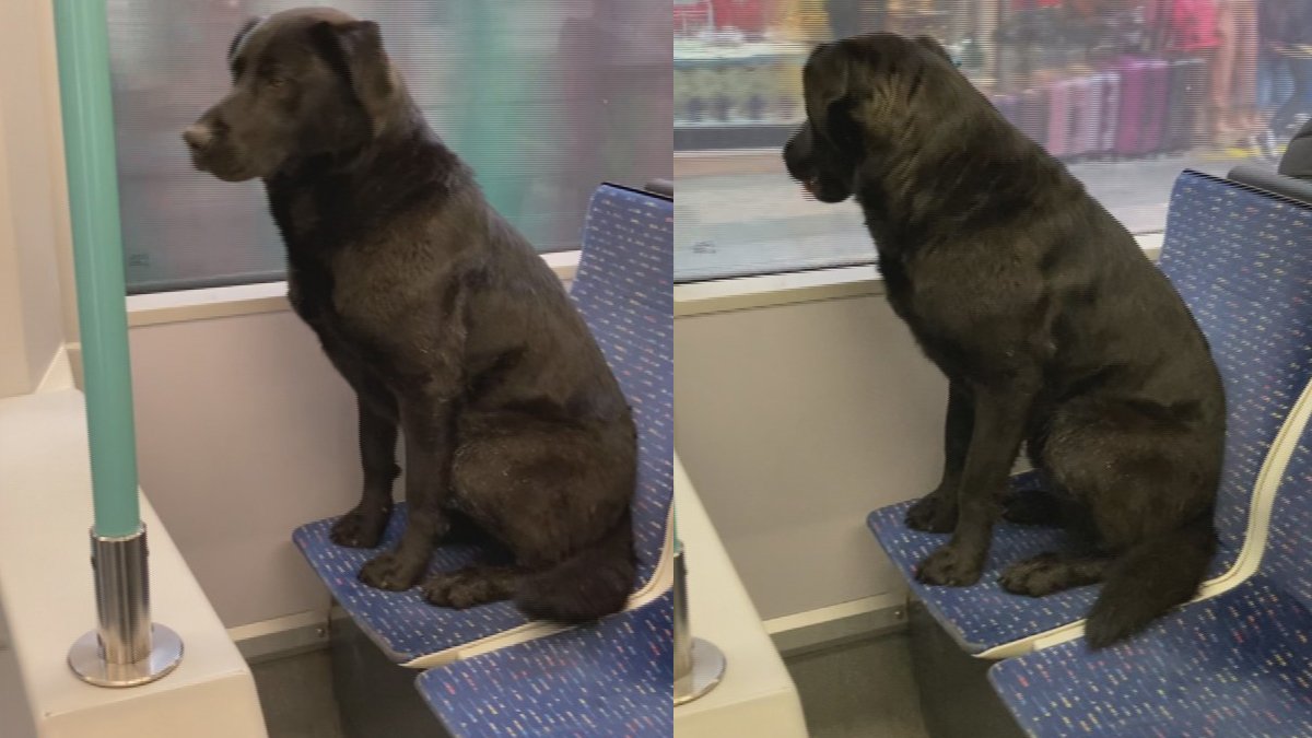 Sokakta üşüyüp tramvaya binen köpek, yolcuların neşesi oldu