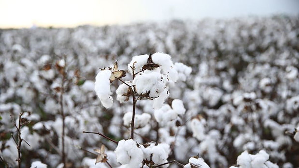 Rusya'nın saldırısı pamuk fiyatlarını da vurdu: Son 11 yılın zirvesinde