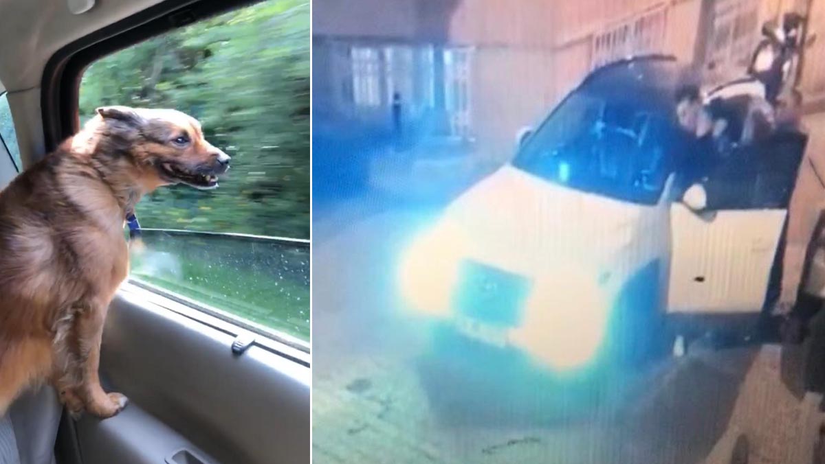 Şişli'de otomobiliyle köpeğin üzerinden geçen sürücü kamerada