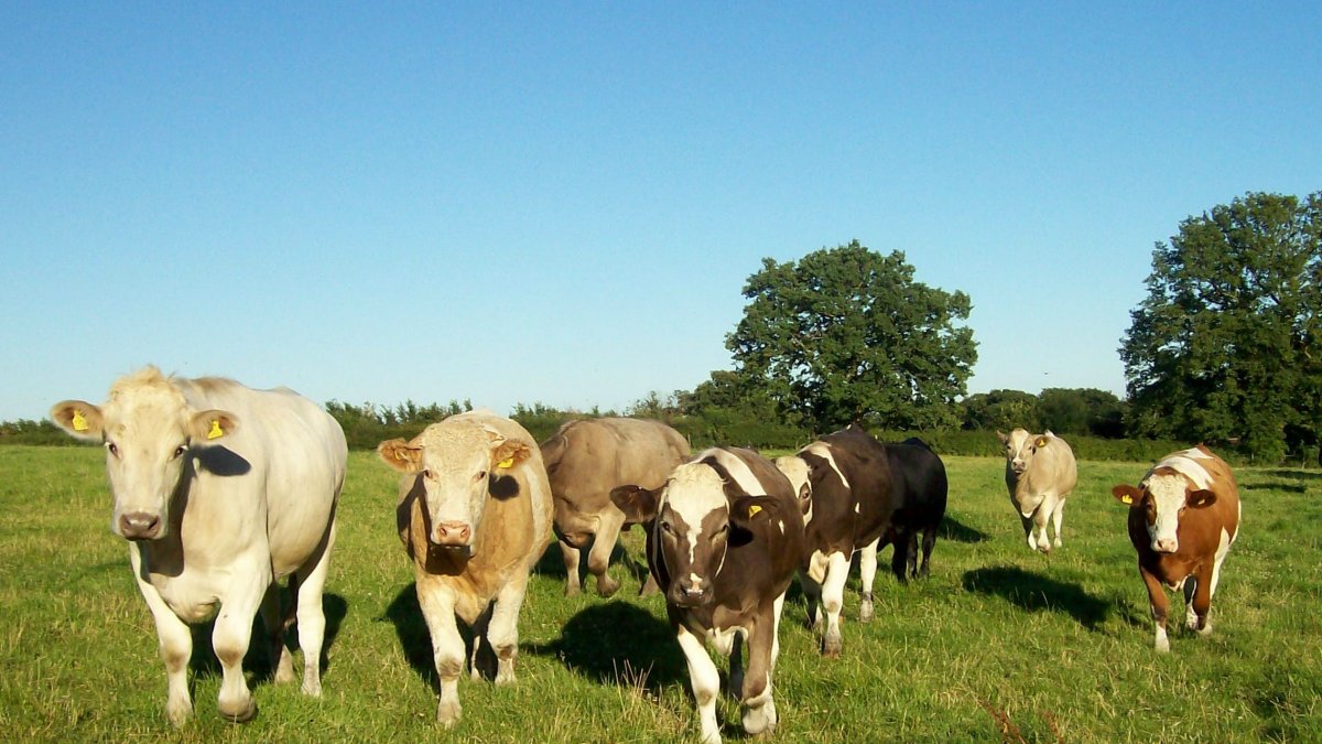 Son günlerde tartışma konusuydu: TÜİK açıkladı