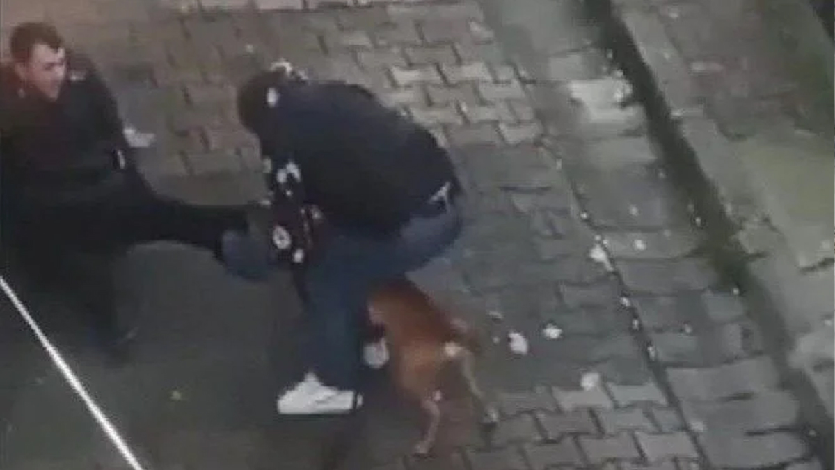 Güngören'deki pitbull dehşeti: Yaralanan kişi de tutuklandı