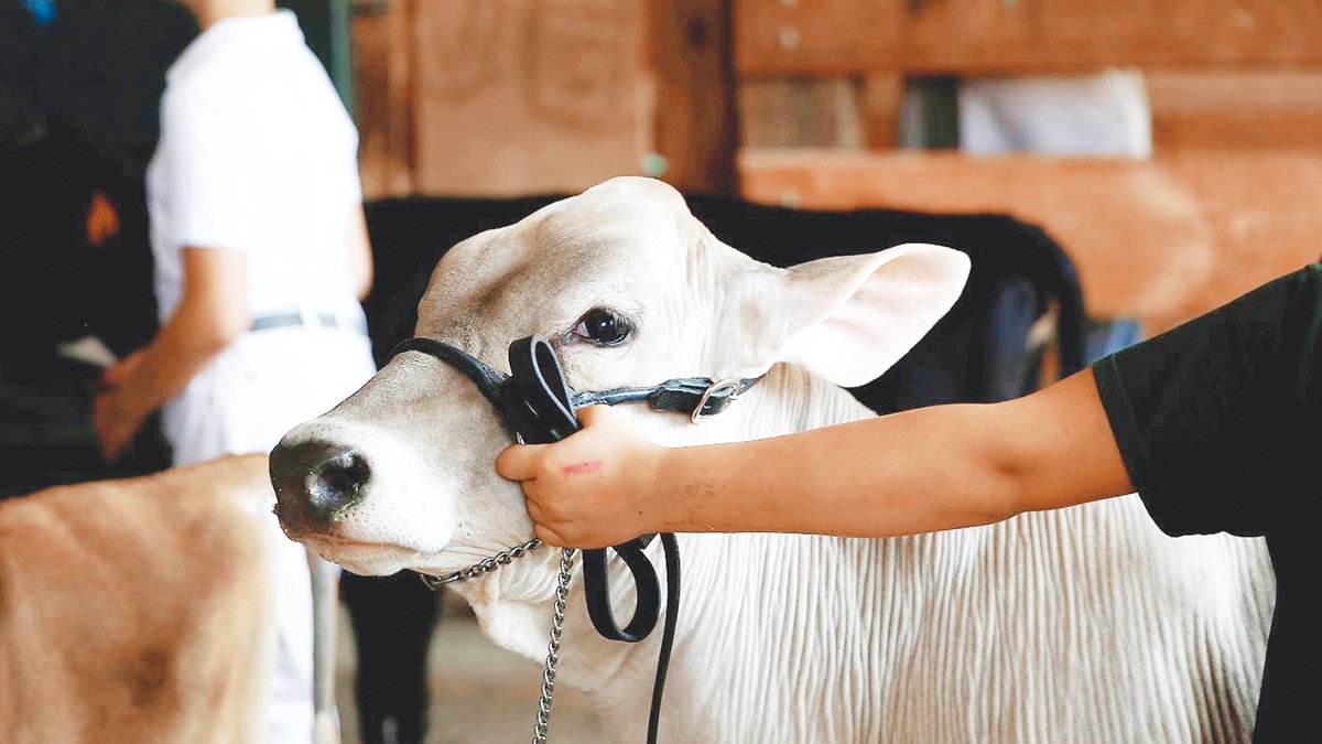 Canlısı değil eti para ediyor