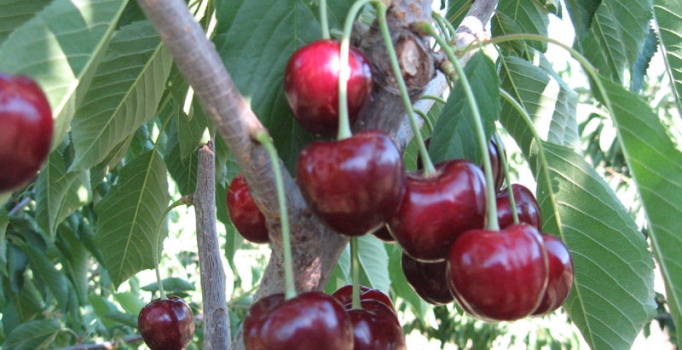 Kiraz üreticisi fiyattan memnun değil
