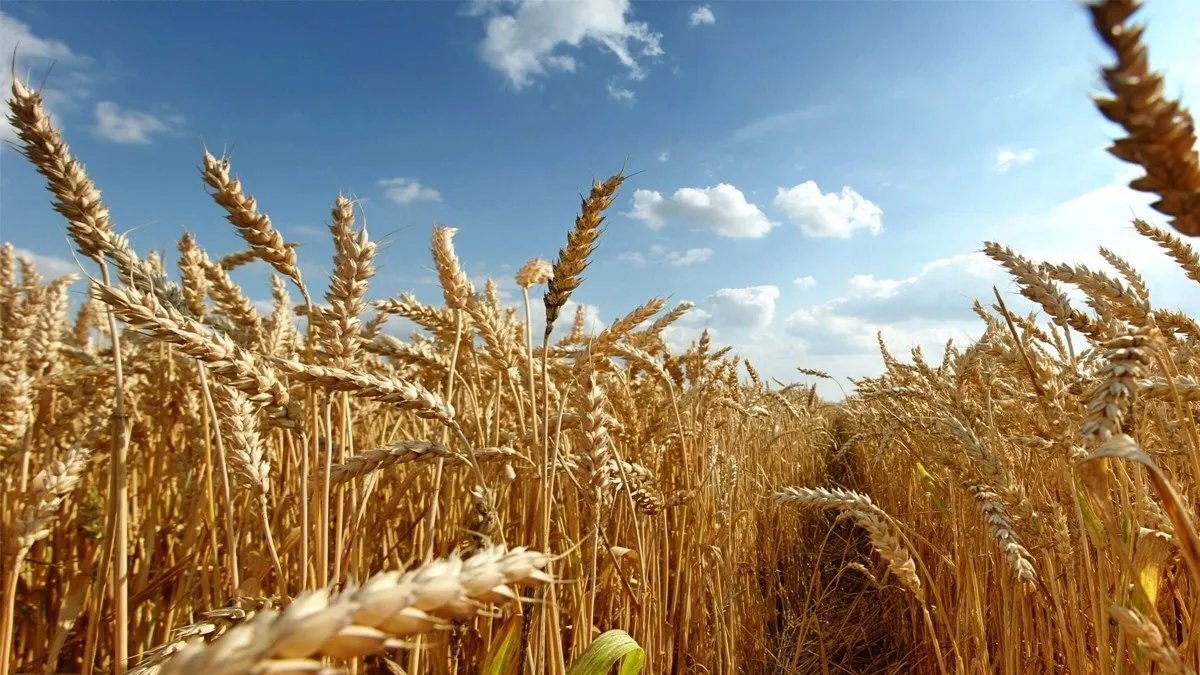 TMO'dan buğdaya yüzde 22 zam: Ekmek ve un fiyatlarına yansıyacak