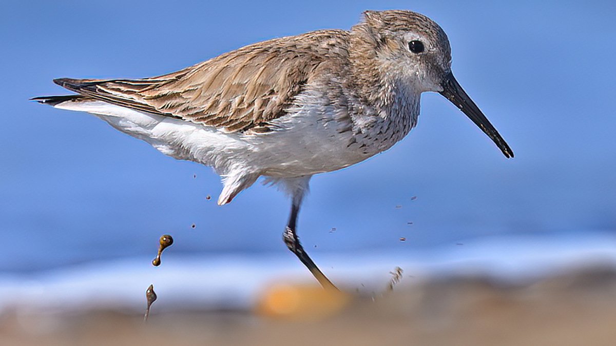 Göçmen kuşlara insan darbesi: Yolculuk eziyete döndü